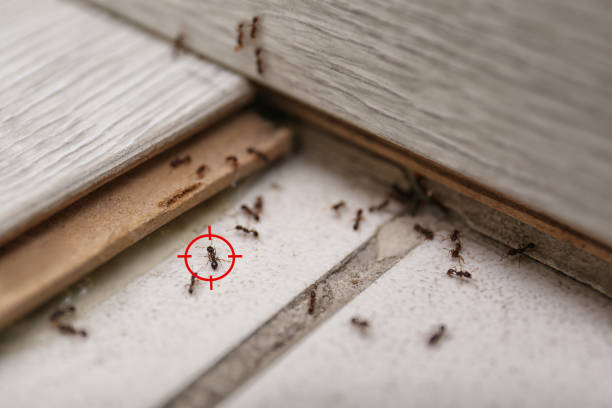  Northwoods, MO Pest Control Pros
