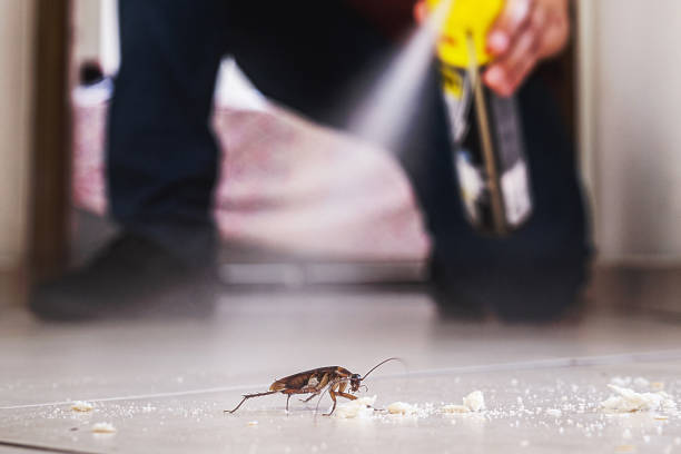 Best Residential Pest Control  in Northwoods, MO