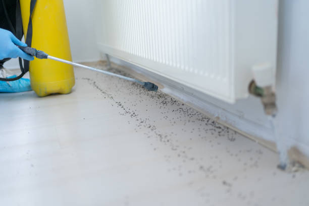 Best Pest Prevention Services  in Northwoods, MO